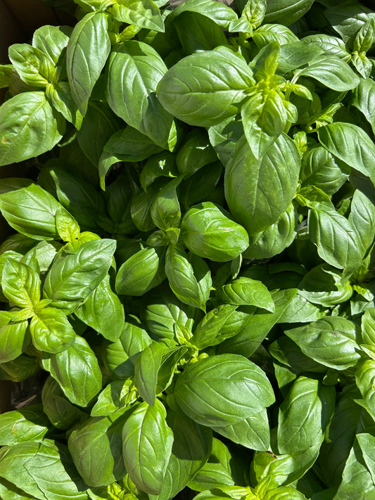 Basilikum Topf - 1 Stück