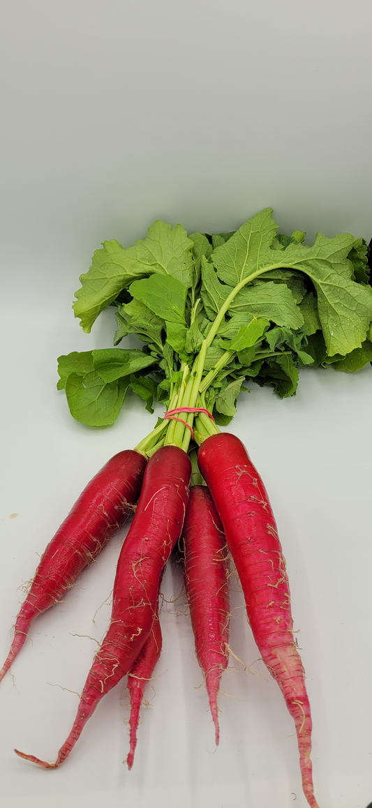 Rettich rot - 1 Bund