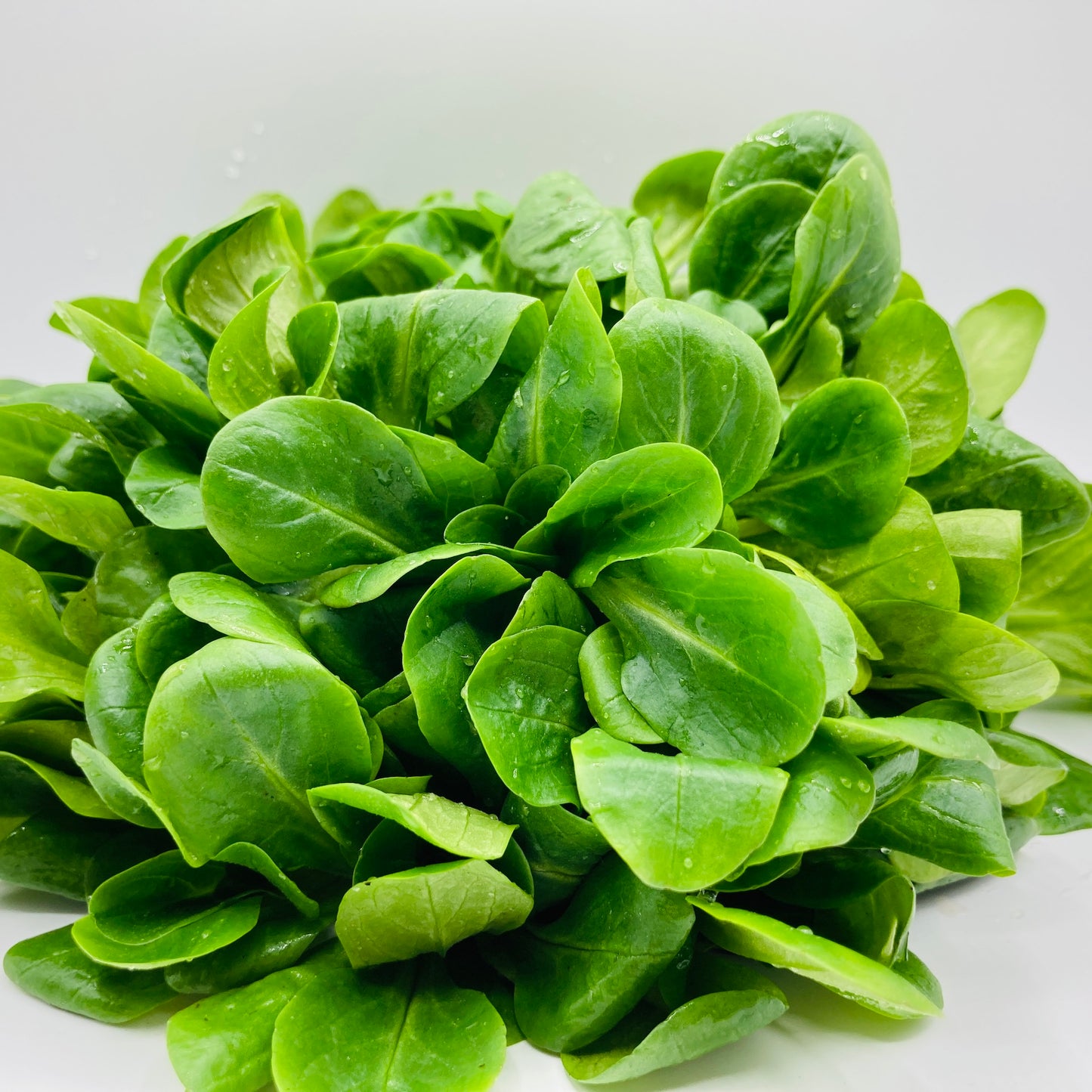 Ackersalat - 100g