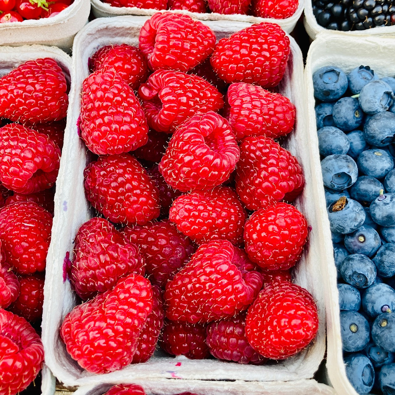 Frische Himbeeren 250g