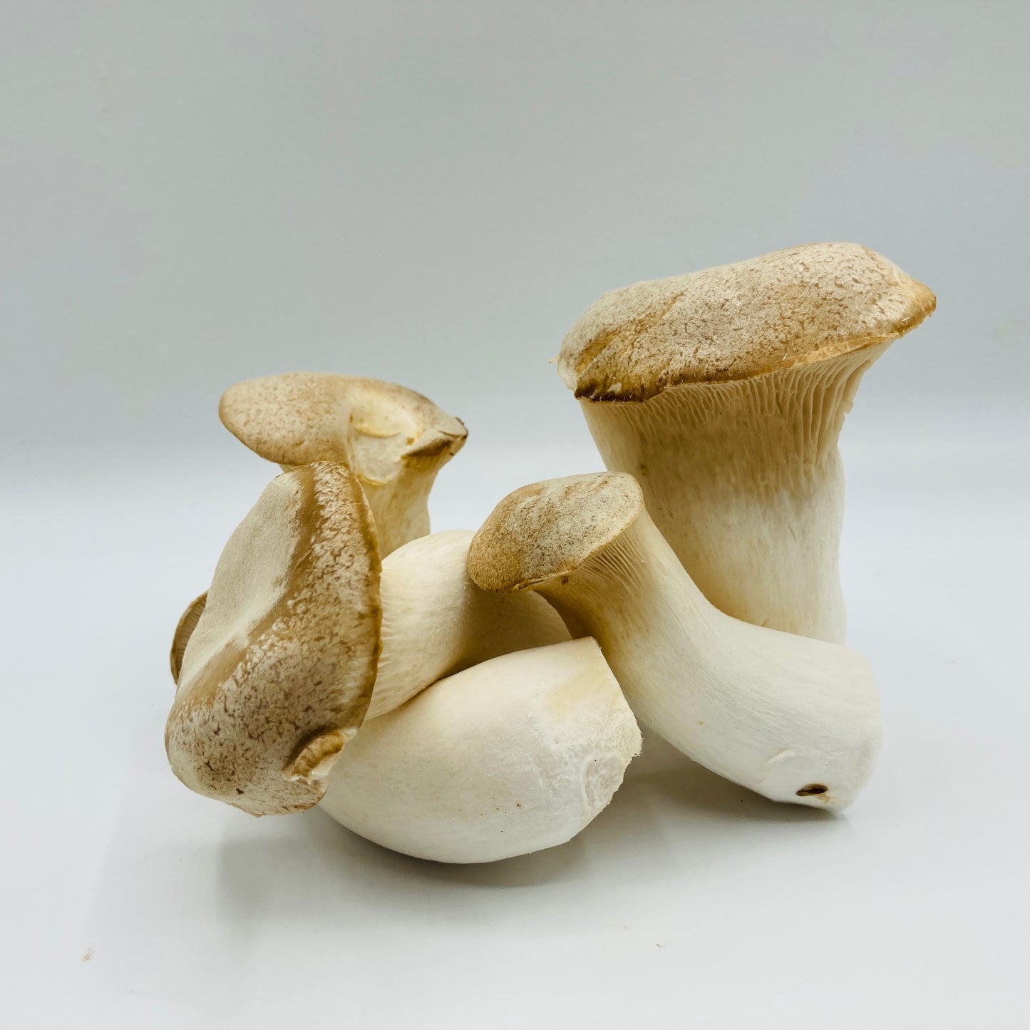 Kräuterseitlinge - 100g