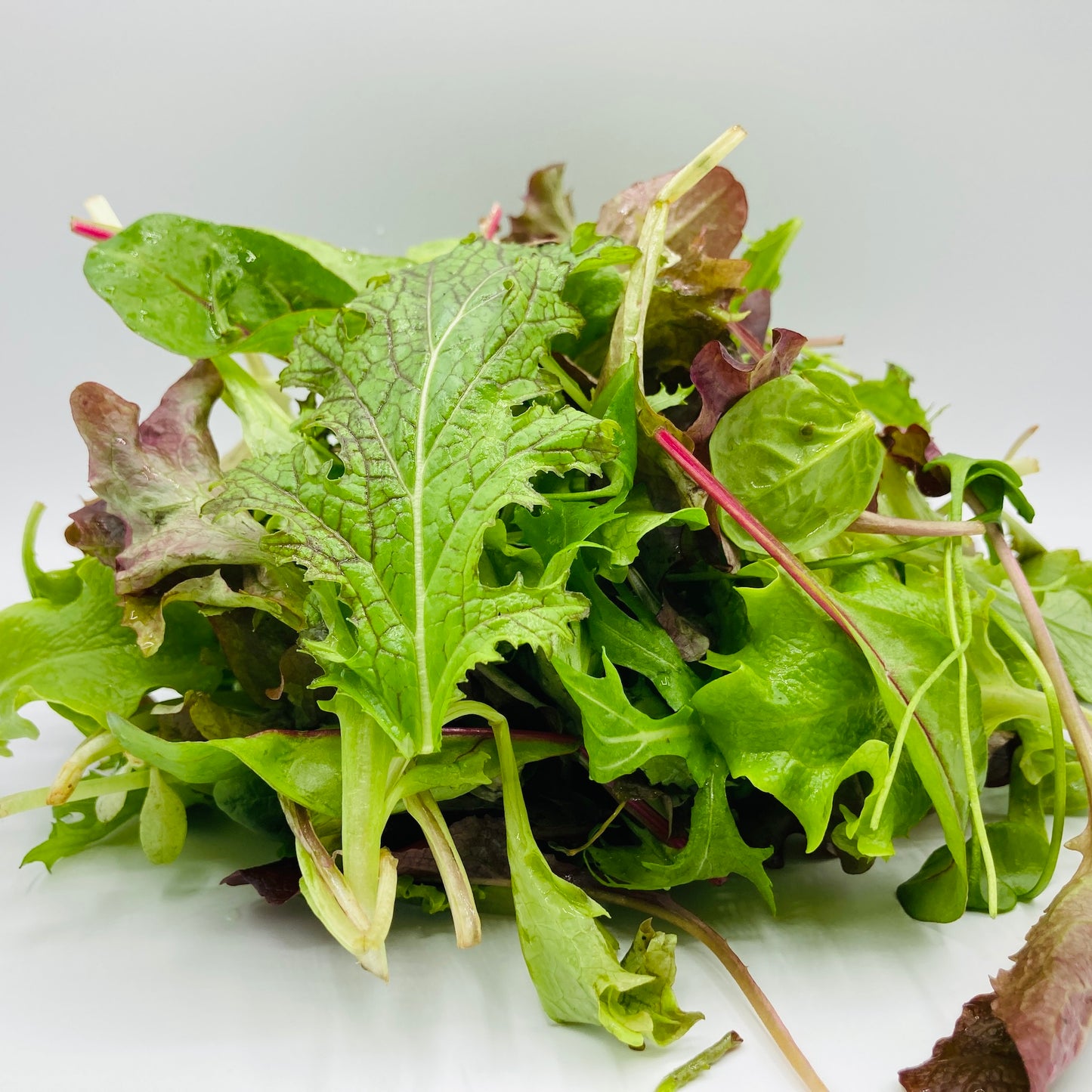 Pflücksalat - 100g
