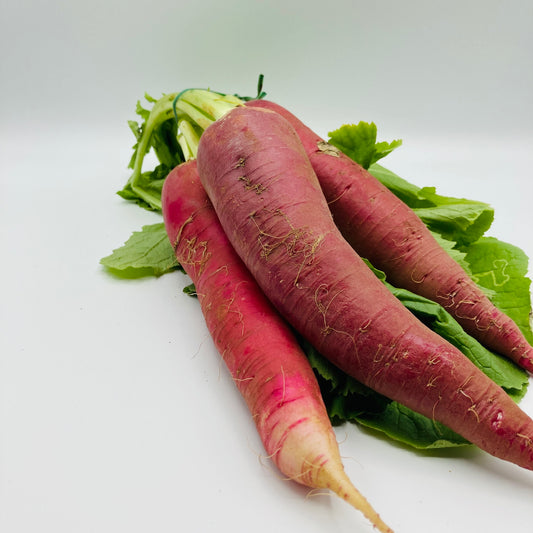 Rettich rot - 1 Bund