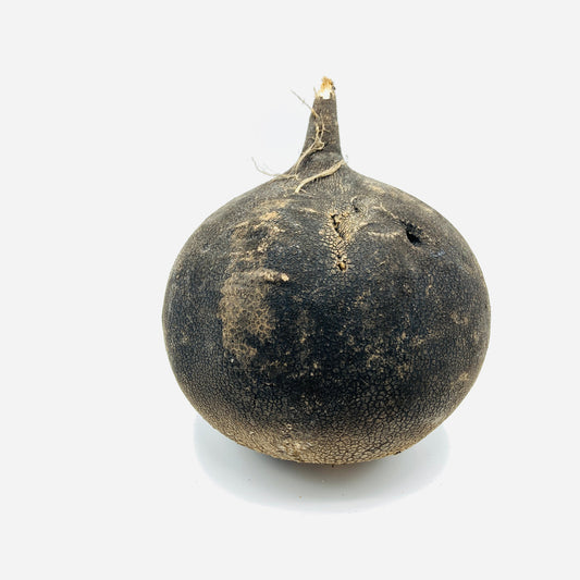 Rettich schwarz - 1 Stück