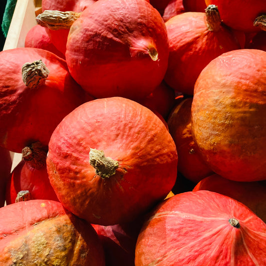 Hokkaido Kürbis - 1 Stück