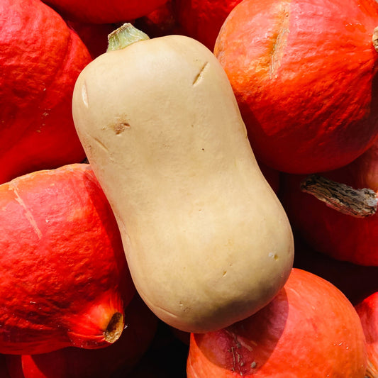 Butternut Kürbis - 1 Stück