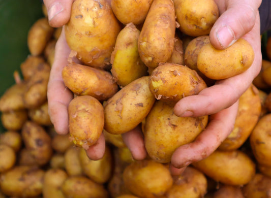 Kartoffeln - "Anabell" 1kg
